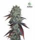 Festberry (FastBuds)