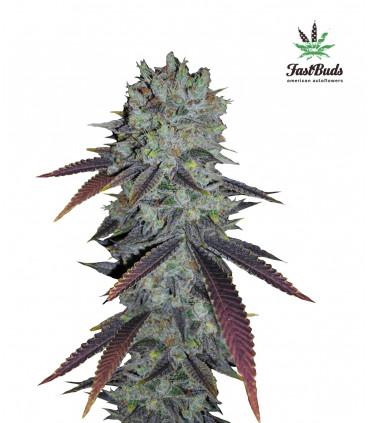 Festberry (FastBuds)