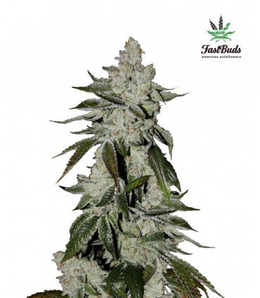 Girl Scout Cookies (FastBuds)