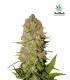 Pineapple Express (FastBuds)