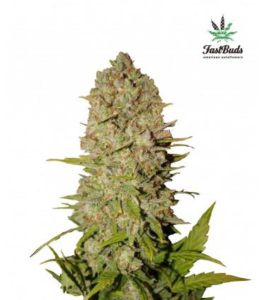 Pineapple Express (FastBuds)