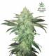 StarDawg (FastBuds)
