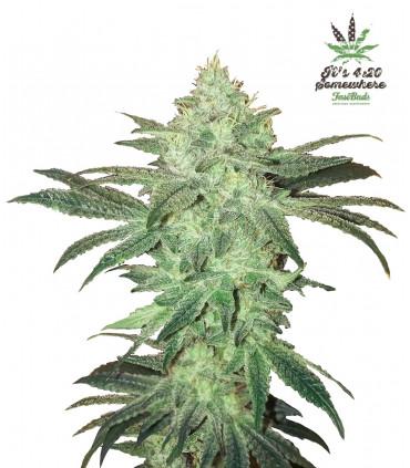StarDawg (FastBuds)