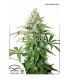 Auto Cinderella Jack (Dutch Passion)