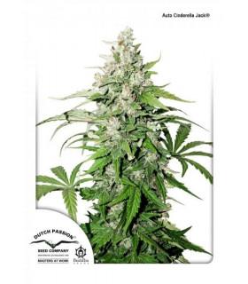 Auto Cinderella Jack (Dutch Passion)