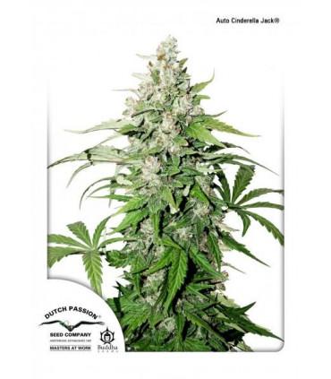 Auto Cinderella Jack (Dutch Passion)