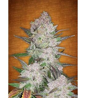 Cream Cookies (FastBuds)