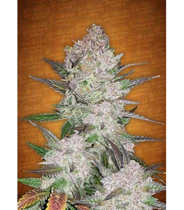 Cream Cookies (FastBuds)