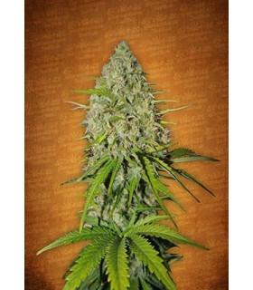 Grapefruit Auto (FastBuds)