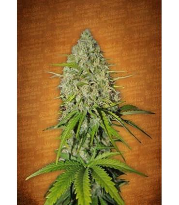 Grapefruit Auto (FastBuds)