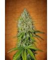 Grapefruit Auto