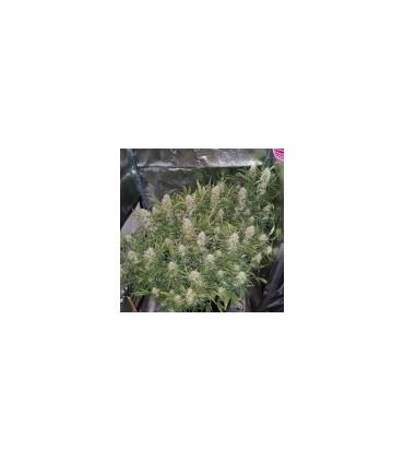 Grapefruit Auto (FastBuds)