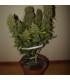 Grapefruit Auto (FastBuds)