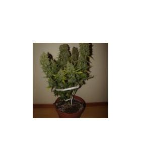 Grapefruit Auto (FastBuds)