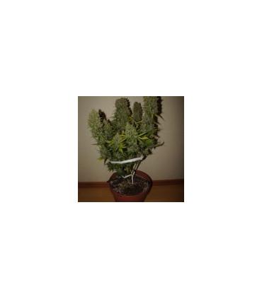 Grapefruit Auto (FastBuds)