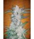 Mexican Airlines (FastBuds)