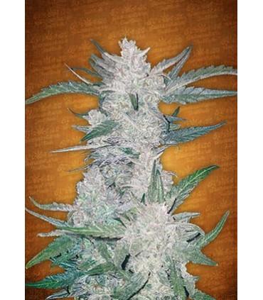 Mexican Airlines (FastBuds)