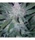 Mexican Airlines (FastBuds)