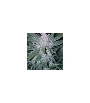 Mexican Airlines (FastBuds)