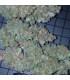 Mexican Airlines (FastBuds)