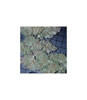 Mexican Airlines (FastBuds)