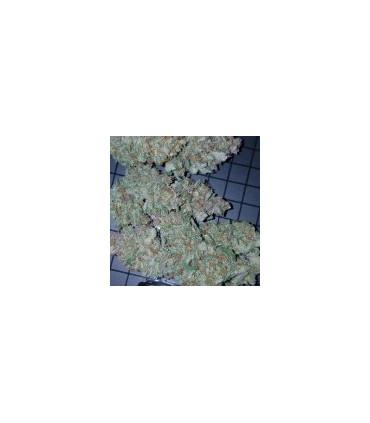 Mexican Airlines (FastBuds)