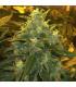 Northern Lights