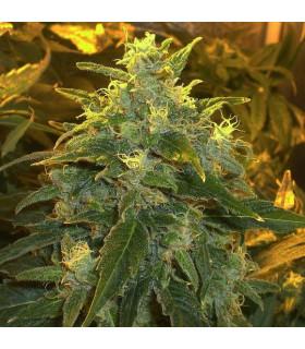 Northern Lights