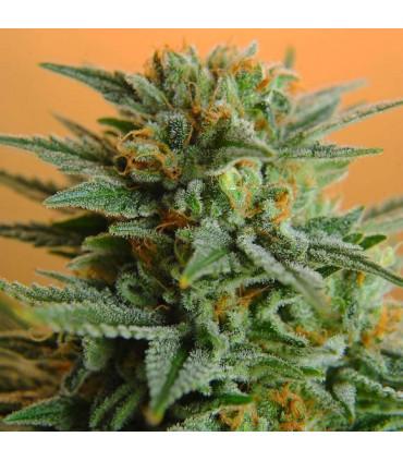 Papaya