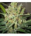 Pure Power Plant