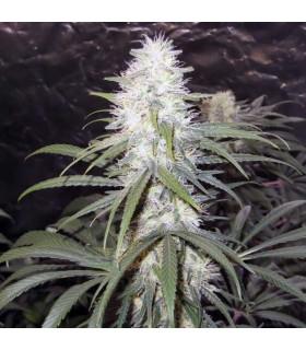 Sterling Haze