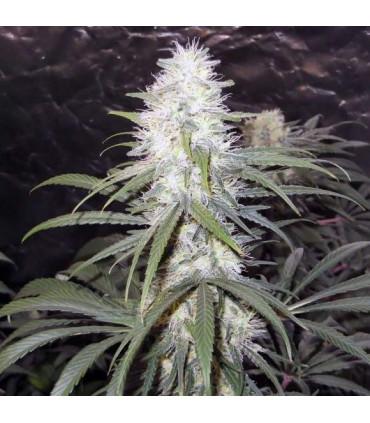 Sterling Haze