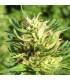 Super Skunk