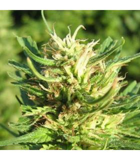 Super Skunk