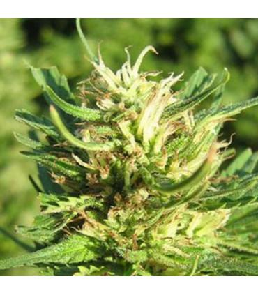 Super Skunk