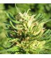 Super Skunk