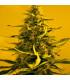 White Widow