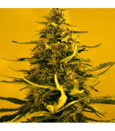 White Widow