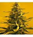White Widow