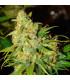 Bubblelicious Auto