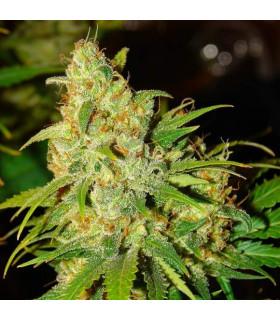 Bubblelicious Auto