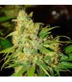 Bubblelicious Auto