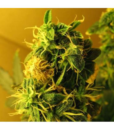 Northern Lights Auto