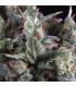 Olympia (Pyramid Seeds)
