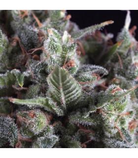 Olympia (Pyramid Seeds)