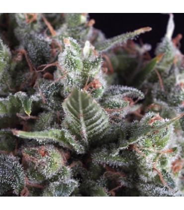 Olympia (Pyramid Seeds)