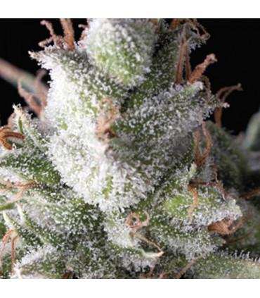 Ramses (Pyramid Seeds)