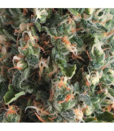 Auto Super OG Kush (Pyramid Seeds)