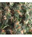 Auto Super OG Kush