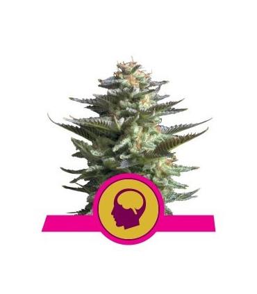 Amnesia Haze (Royal Queen Seeds)